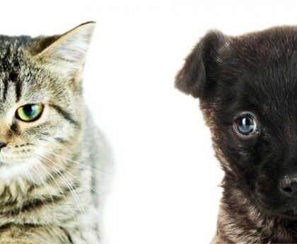 Cats are better than Dogs