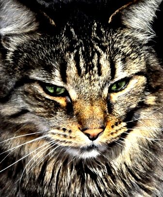 Cat Cold
