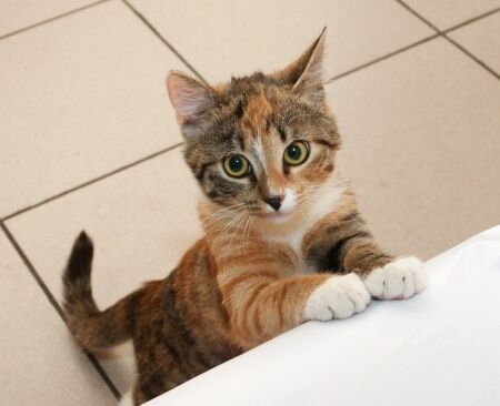 Roundworms are one of the most common types of parasites that infect cats. These parasites can cause a range of health problems in cats and can even be transmitted to humans. In this pillar page, we will explore the symptoms, causes, and natural treatments for roundworms in cats.