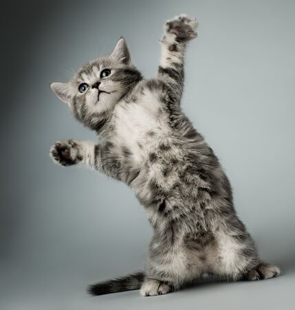 cats make the best pets