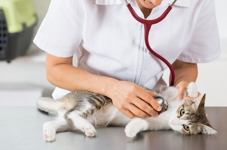 feline idiopathic cystitis FIC