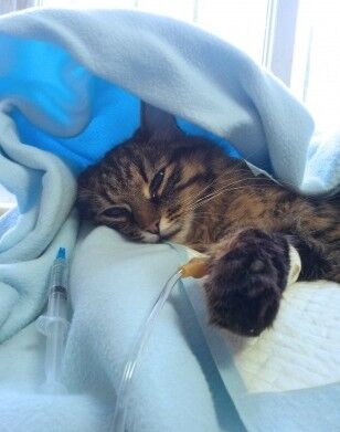 dry food can cause kidney disease in cats, regardless of what dvm360 says