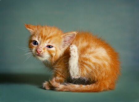 cat ear mites