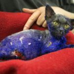Smurf The Kitten