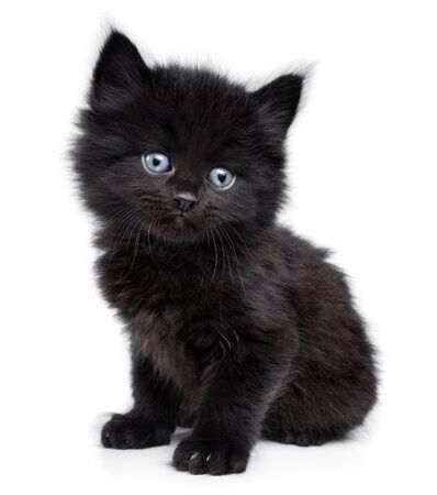 FIV Feline Immunodeficiency Virus