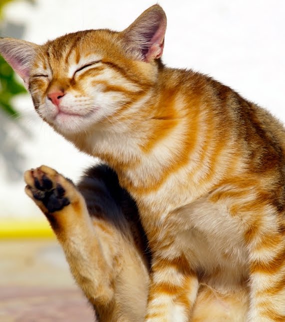 natural flea treatments