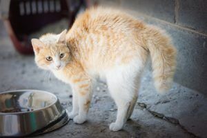 Cat Anxiety Anxiety in cats can show subtle signs. It's important that we address the stress so that it doesn't turn into disease.