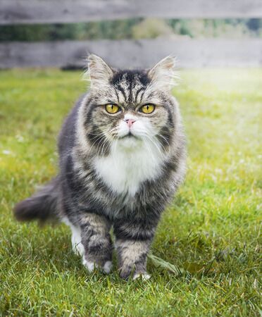 How to fix cat arthritis in 2 easy steps
