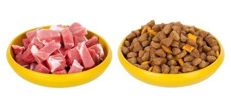 How to transition your cat to a raw food diet