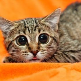 A big eyed stressed out cat What to do with a stressed out cat