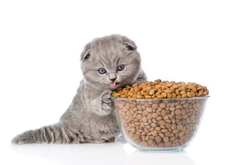 Is Dry Food Bad For Cats