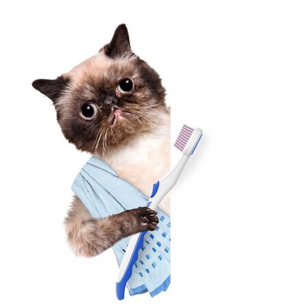 How to manage stomatitis in cats