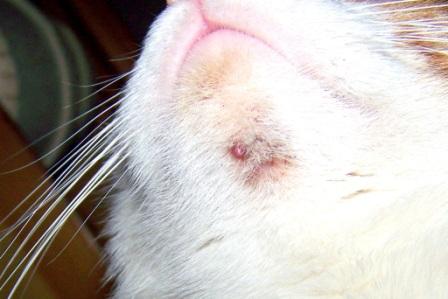 Here's how to help a cat with chin acne