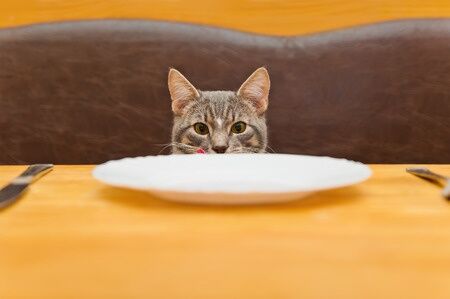 How to make healthy cat food on a budget
