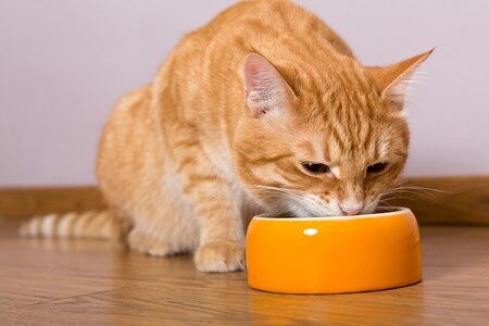 Easy Cat Food Recipe With Turkey