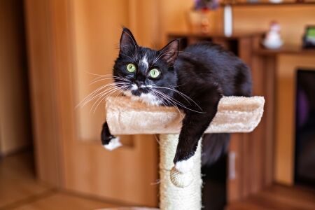 How to help pancreatitis in cats
