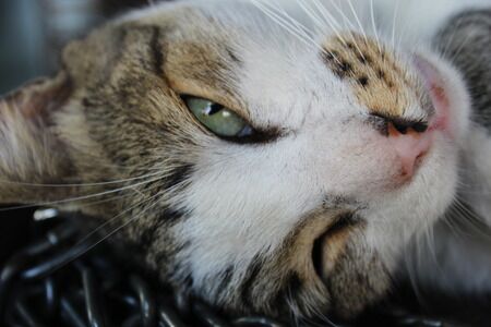 What should I feed a cat with IBD?