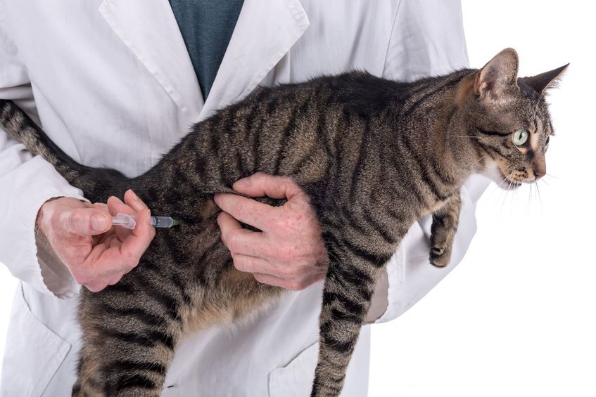 Titer Test Instead Of Over Vaccinating