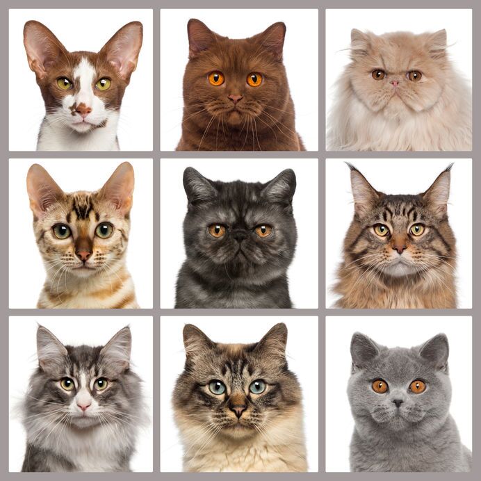 What Breeds Of Cats Live The Longest? While studies show that certain breeds may have a better shot at longevity, there are many factors that play into cat living their best and longest life.