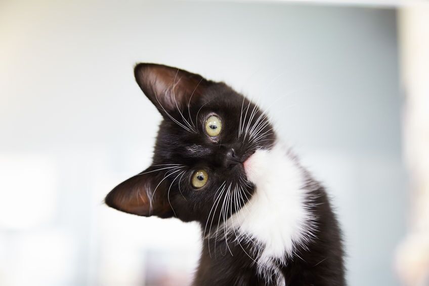 Wondering if you should adopt from a Shelter Vs. Breeder? Let's discuss the pros and cons of each