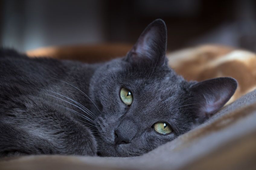 How To Help Cats With Yeast