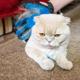 Cat Has Dandruff If your cat has dandruff you will want to look at the overall health of your cat