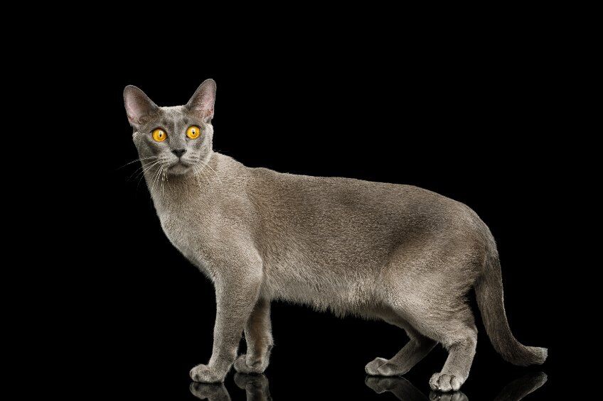 If you are Deworming Your Cat without testing for parasites first, this could be a bad decision. Chemical deworming medications are taxing on our cat's immune systems, so using them without proper reason is causing more harm than good.