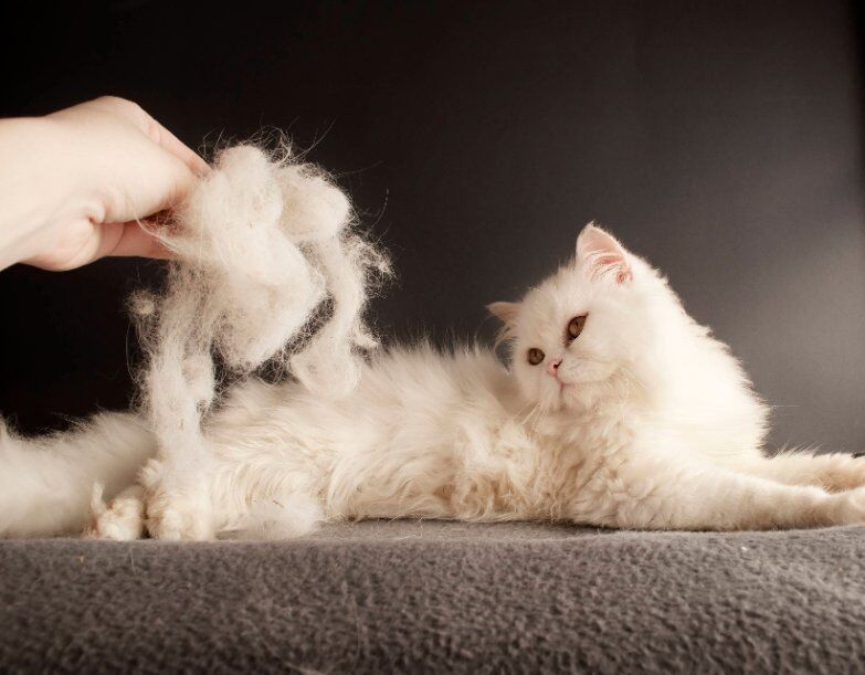 Out of nowhere you notice your cat shedding a LOT of fur. What's going on?