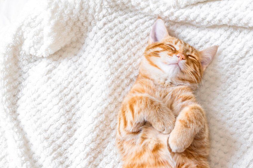 Cats with IBD need support that goes beyond medical care. Here is the nutritional support that is needed to help cats with IBD and other gut related issues.