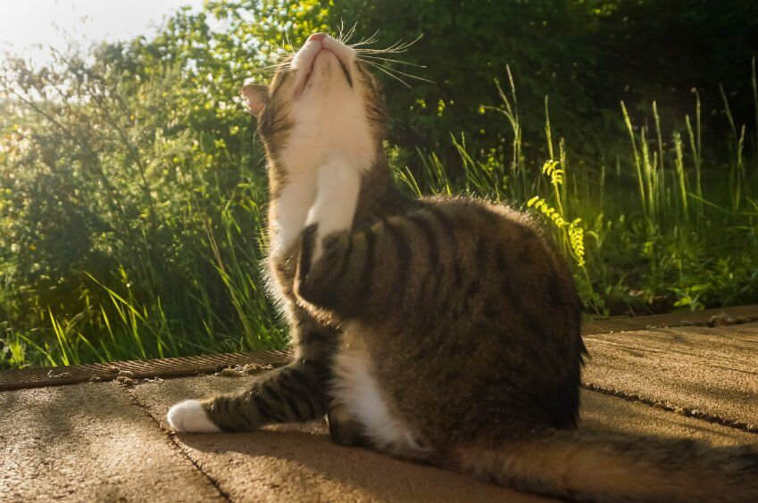 Feline Acne appears as little black bumps around the face that look like dirt.