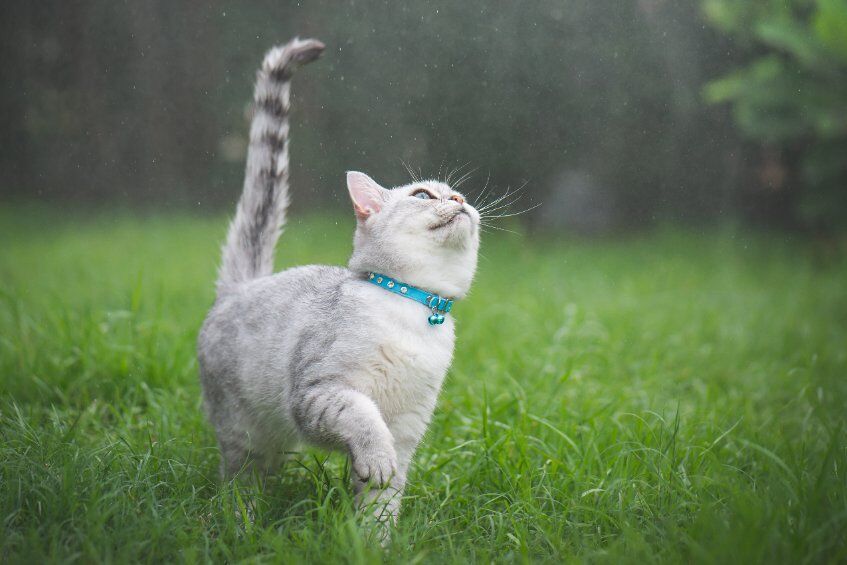 A cat's tai is super cute - but do you know what your cat's tail is saying?
