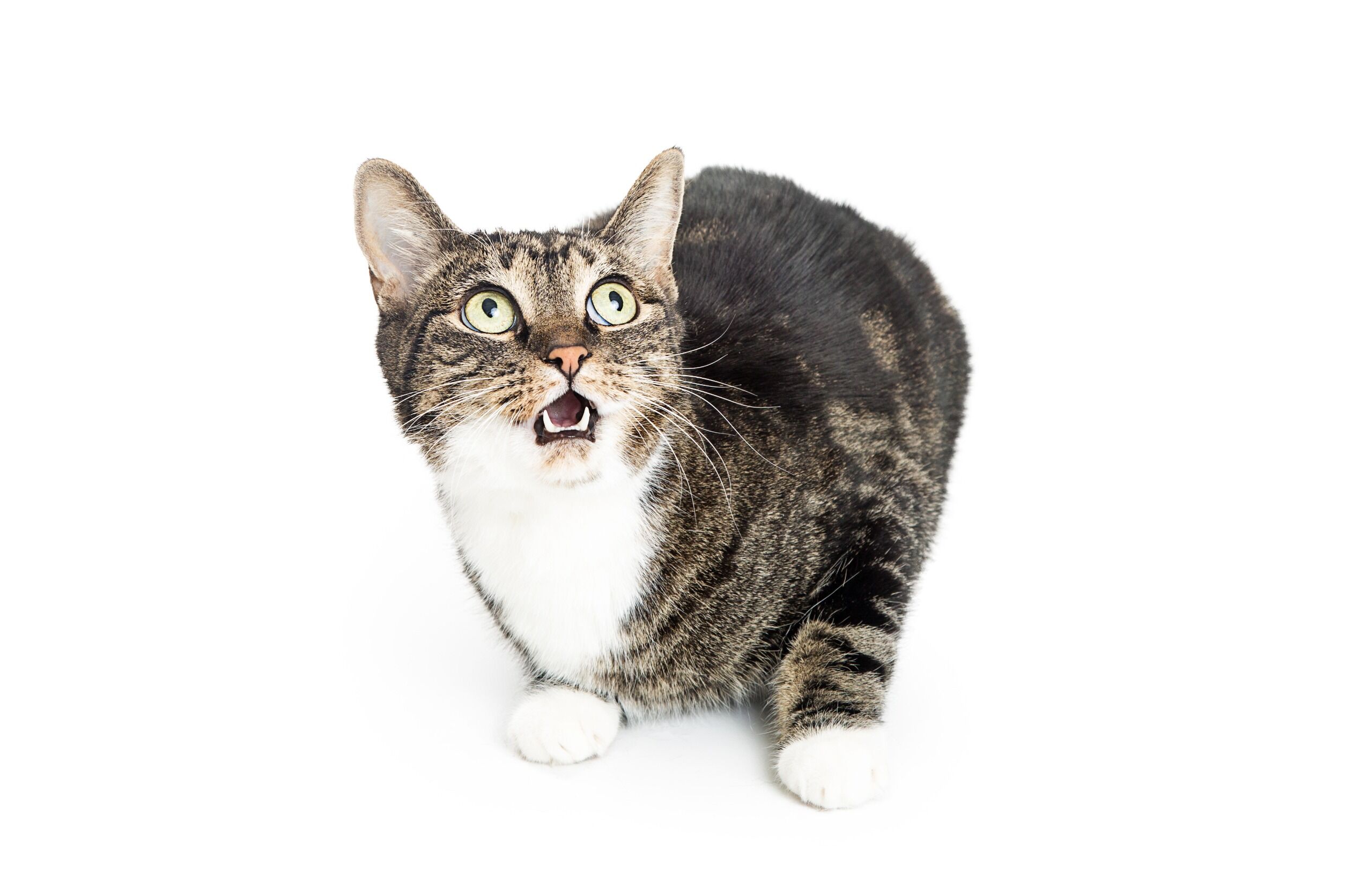 Cats can be curious - and sometimes curiosity can be deadly. Here are 7 deadly things for cats they should never explore.