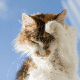 Eosinophilic Granuloma in cats