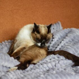 Feline Hyperesthesia Syndrome Feline hyperesthesia syndrome (FHS), also known as "rolling skin syndrome," is a relatively rare but concerning disorder that affects cats. Because it is linked to both environmental and nutritional stressors, here is how you can help.