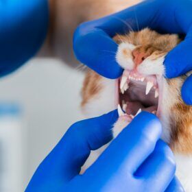 Gingivitis in Cats The symptoms of gingivitis in cats can be easy to miss, but they can also be quite noticeable. In this guide we cover natural treatments for cats with gingivitis.