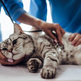 Help for feline cancer We've met with the experts to provide help for feline cancer to cat parents who wish to use a more natural protocol to assist their cats...
