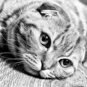 Hookworms in Cats Hookworms can cause serious health problems in cats, especially if left untreated. In this guide, we will discuss the symptoms, causes, and natural treatments for hookworms in cats.
