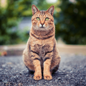 We've worked with the top integrative and holistic veterinarians in the world to devise a plan of recovery for IBD in cats...