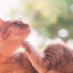 Itchy-Skin-in-cats-1024x683