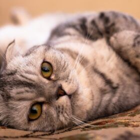 Pancreatitis in Cats Pancreatitis happens when the pancreas is inflamed. In this article, we'll discuss the natural treatments for pancreatitis in cats.