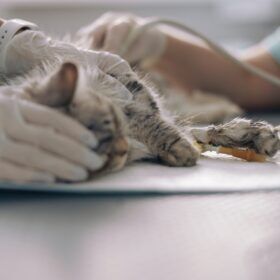 Panleukopenia Virus In this guide, we will discuss the symptoms, causes, and natural remedies that can help manage panleukopenia virus in cats.