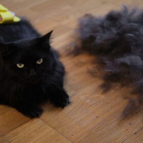 Shedding-in-Cats