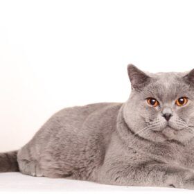 Stiffness in Cats