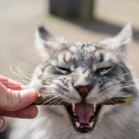 Tooth Resorption in Cats