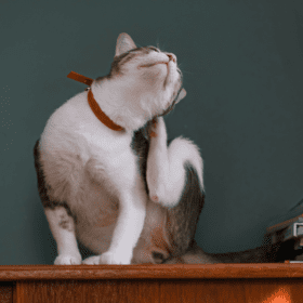 earmites in cats