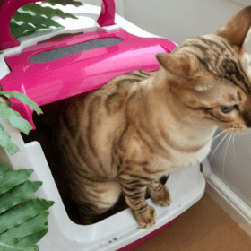 flutd-in-cats