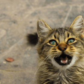 greasy matted fur in cats