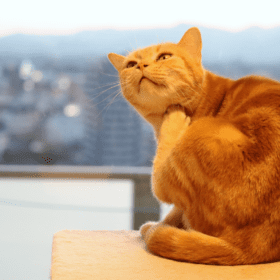 help for feline acne in cats
