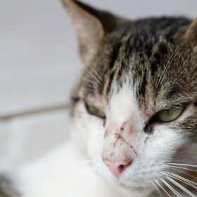 how to help cats with swelling and inflammation