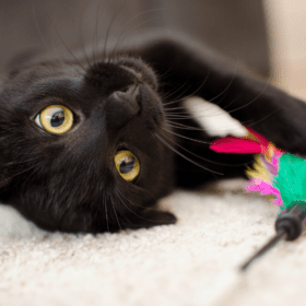 In this guide we will explore the various aspects of PICA in cats and offer insights into managing this condition naturally...